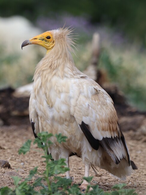 БДЗП: За първи път в България – египетски лешояд, отгледан на затворено, с поколение в дивата природа 