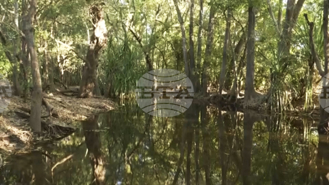 Някои праисторически крокодили вероятно са ловували, скачайки от дърветата, смятат учени