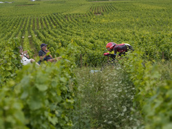 Cycling Tour de France