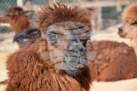 Дъбница - зоокът - екзотични животни