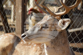 Дъбница - зоокът - екзотични животни