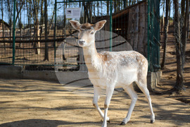 Дъбница - зоокът - екзотични животни