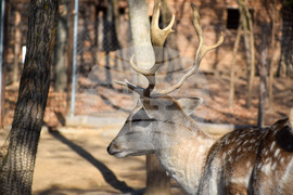 Дъбница - зоокът - екзотични животни