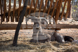 Дъбница - зоокът - екзотични животни