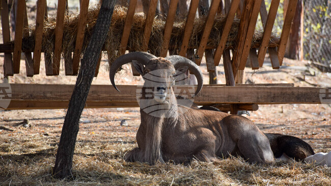 Кипър планира да ваксинира дивите муфлони на острова заради огнищата на шап сред домашните животни