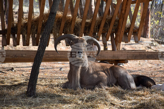 Кипър планира да ваксинира дивите муфлони на острова заради огнищата на шап сред домашните животни