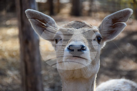 Дъбница - зоокът - екзотични животни