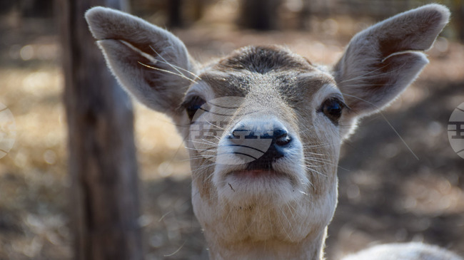 Бракониер е задържан в Ябланица след сигнал за убита сърна