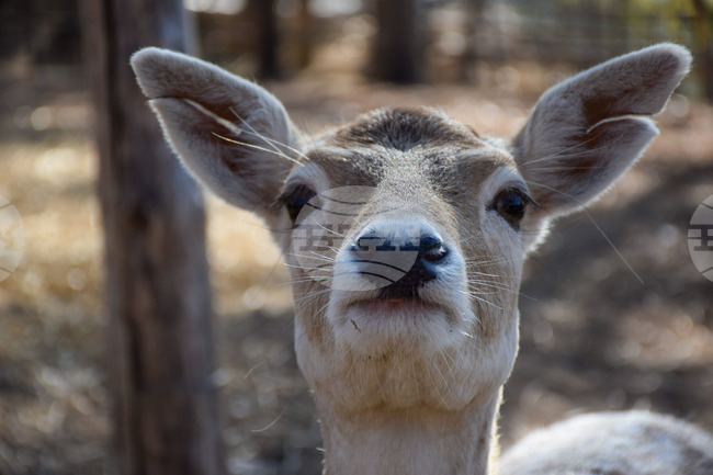 Бракониер е задържан в Ябланица след сигнал за убита сърна