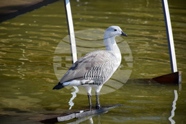 Дъбница - зоокът - екзотични животни