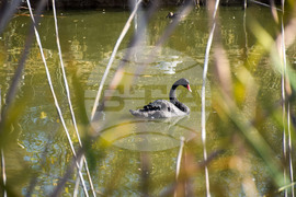 Дъбница - зоокът - екзотични животни
