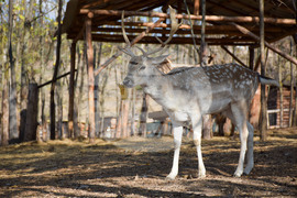 Дъбница - зоокът - екзотични животни