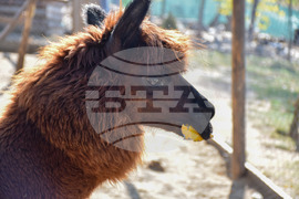 Дъбница - зоокът - екзотични животни