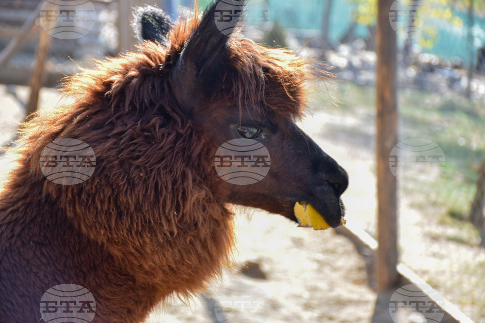 Дъбница - зоокът - екзотични животни