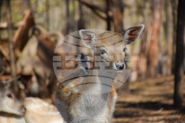 Дъбница - зоокът - екзотични животни