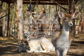 Дъбница - зоокът - екзотични животни