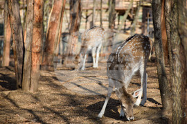 Дъбница - зоокът - екзотични животни