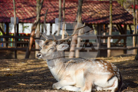 Дъбница - зоокът - екзотични животни