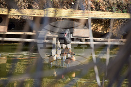 Дъбница - зоокът - екзотични животни