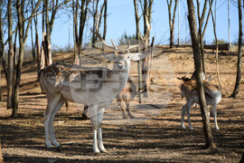 Дъбница - зоокът - екзотични животни