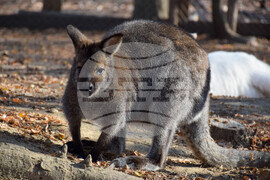 Дъбница - зоокът - екзотични животни