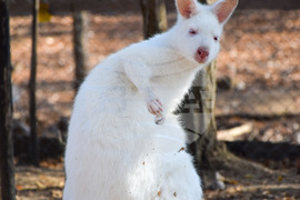 Дъбница - зоокът - екзотични животни