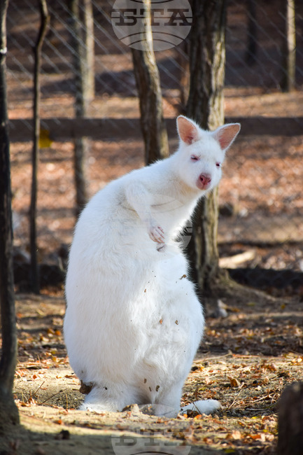 Бяло кенгуру беше забелязано до тича по улицата в букурещки квартал, след като избягало от двора на стопанина си