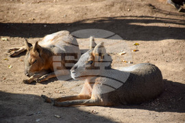 Дъбница - зоокът - екзотични животни