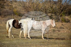 Дъбница - зоокът - екзотични животни