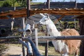 Дъбница - зоокът - екзотични животни