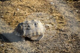 Дъбница - зоокът - екзотични животни