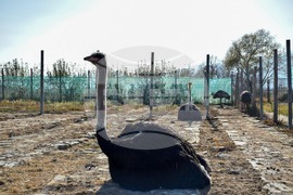 Дъбница - зоокът - екзотични животни