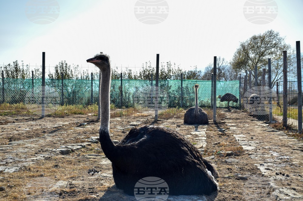 Дъбница - зоокът - екзотични животни