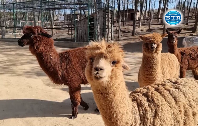 Различни екзотични животни могат да се видят край гърменското село Дъбница