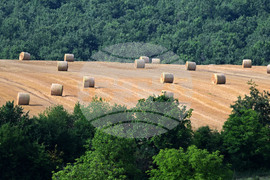 Село Духовец - природа - рулонни бали