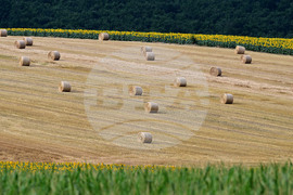 Село Духовец - природа - рулонни бали