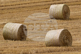 Село Духовец - природа - рулонни бали