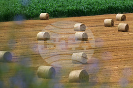 Село Духовец - природа - рулонни бали