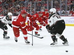 Coyotes Red Wings Hockey