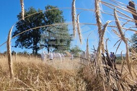 Момчилград - „Гърнатскине конаци“ - жътва