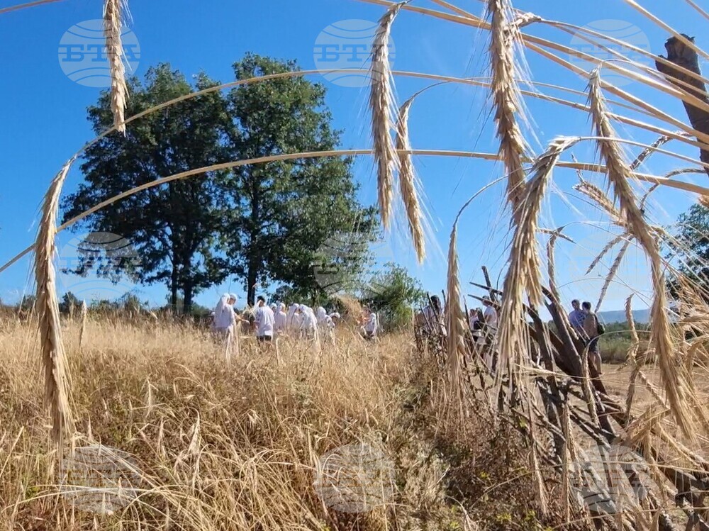 Момчилград - „Гърнатскине конаци“ - жътва