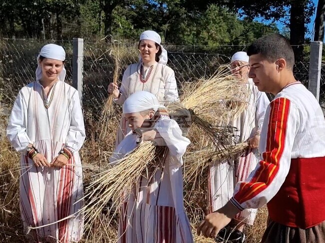 Момчилград - „Гърнатскине конаци“ - жътва