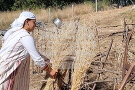 Момчилград - „Гърнатскине конаци“ - жътва