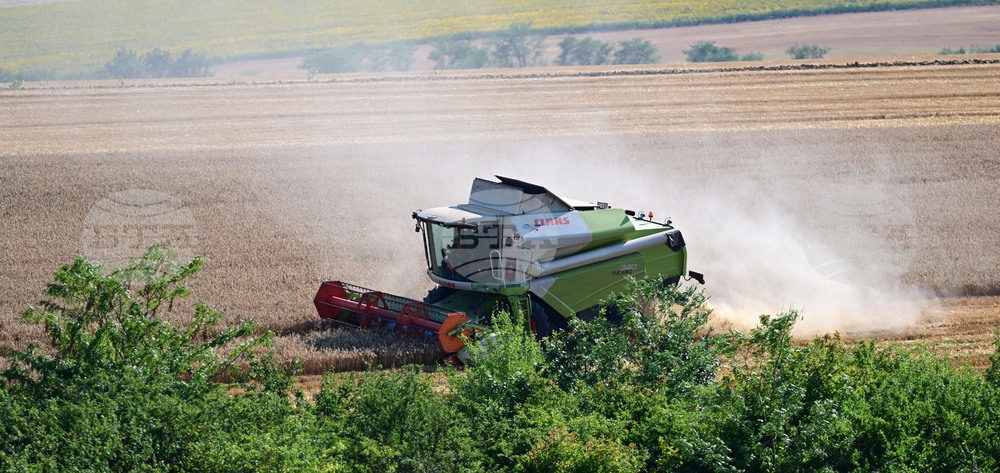 Село Голям Поровец - жътва
