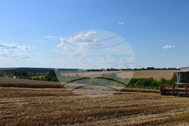 Село Голям Поровец - жътва