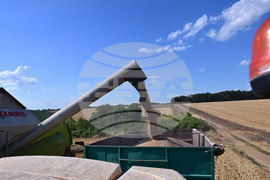 Село Голям Поровец - жътва