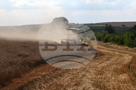 Село Голям Поровец - жътва