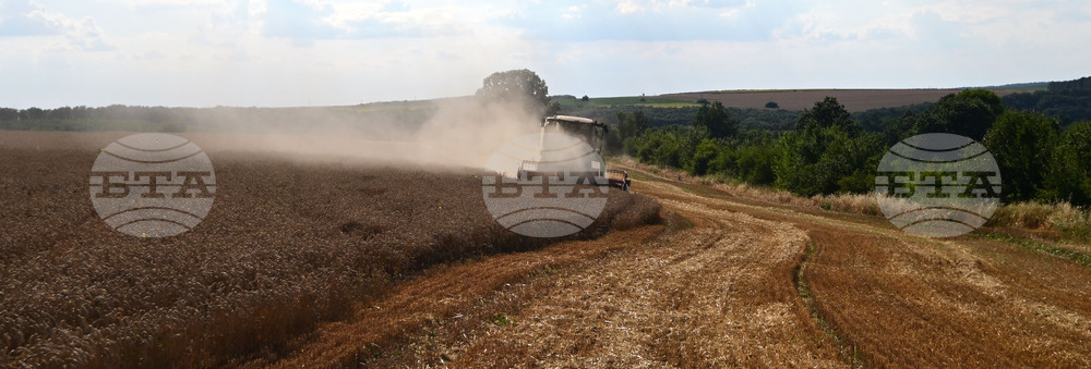 Село Голям Поровец - жътва
