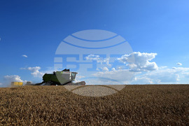 Село Голям Поровец - жътва