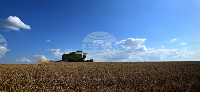 Село Голям Поровец - жътва